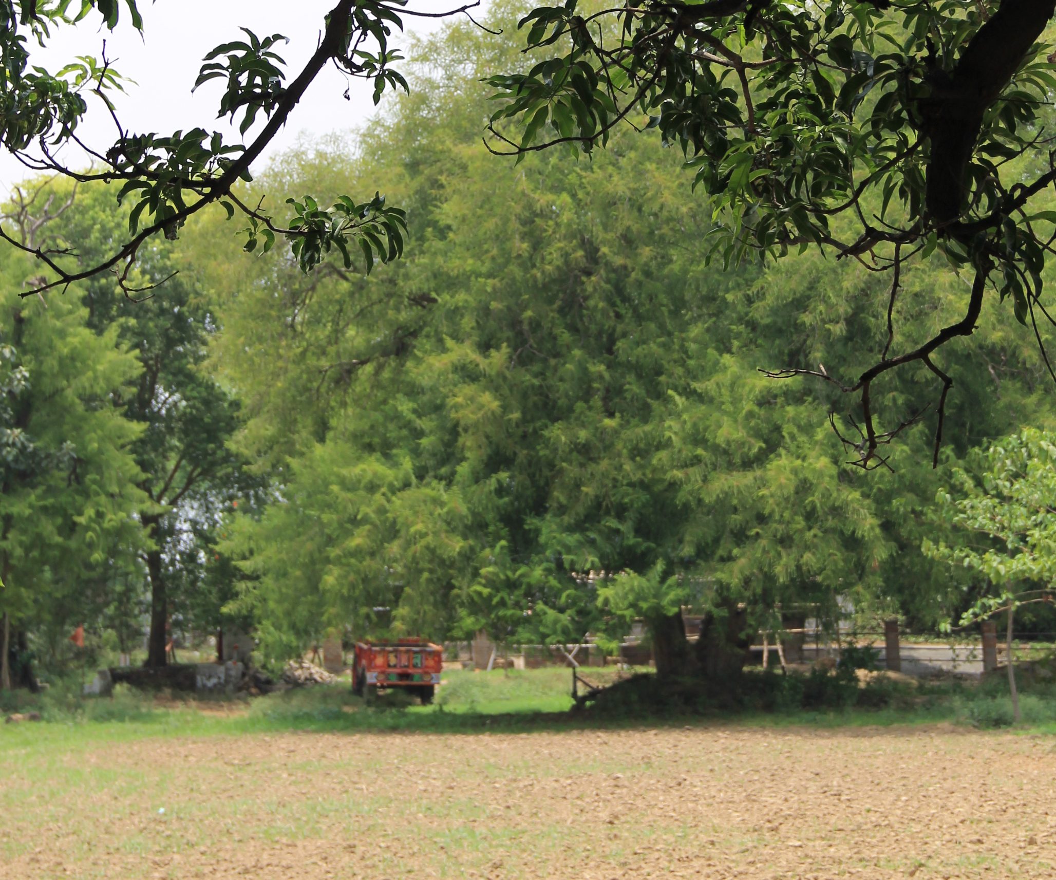 Roots of Shanti land